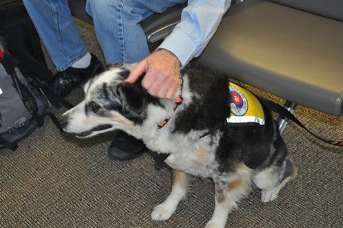 Pet Therapy Teams Provide Comfort for Travelers